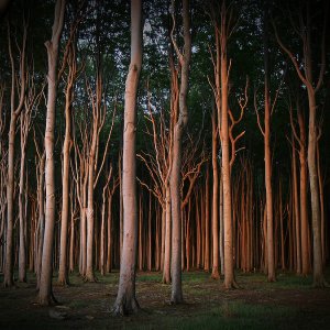 Gespensterwald im Abendlicht...... Ursula Kuklinski